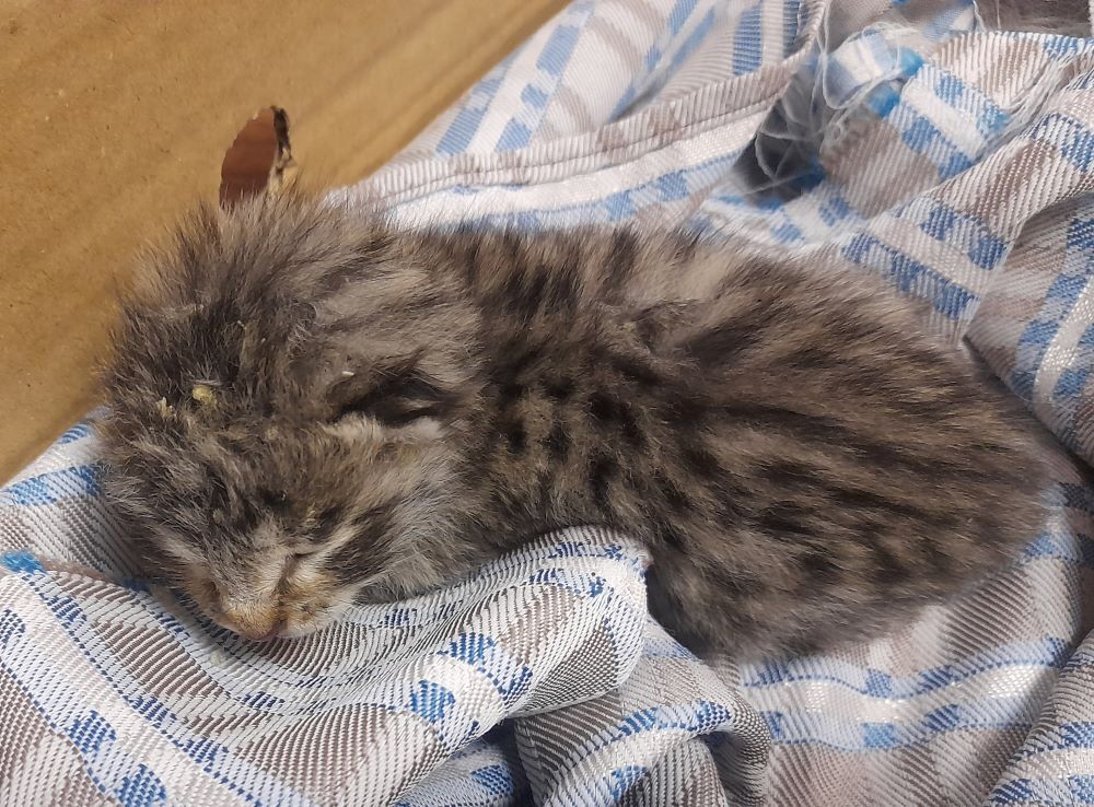 توله پلنگ کشف شده طارم به حیات وحش تهران منتقل شد