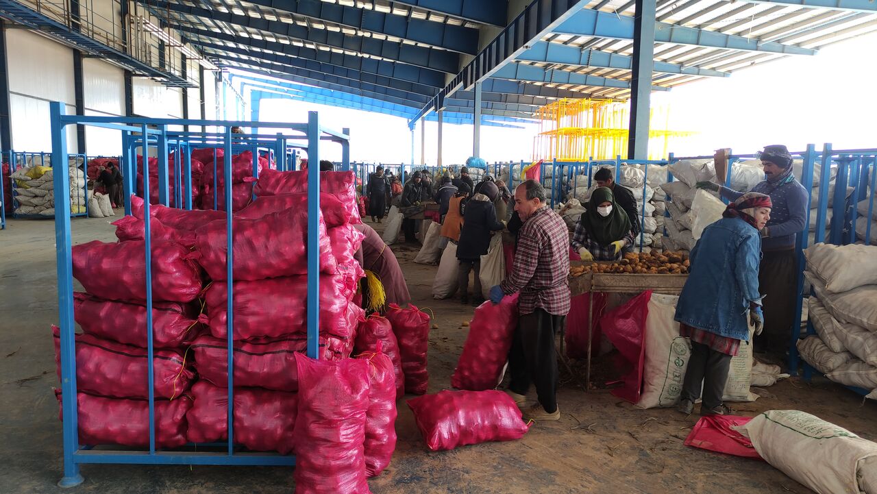 آغاز عرضه سیب زمینی با نرخ تعاونی در زنجان 